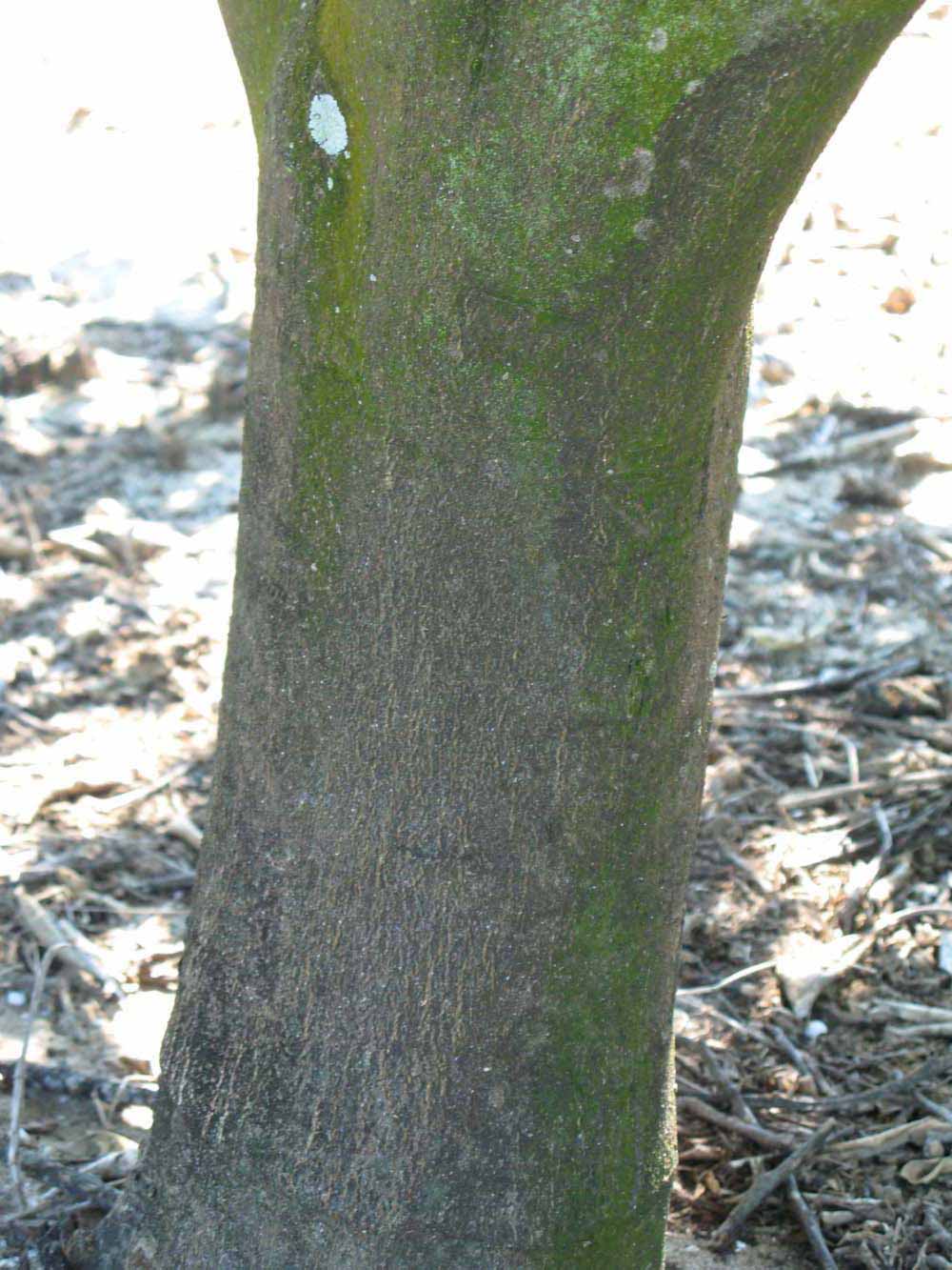              Bark (Winter Haven, FL)       